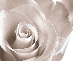   Постер Роза – царица цветов