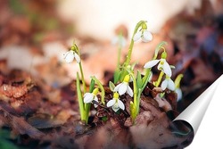  нежный желтый цветок подснежника крокус пробивается из под снега в весеннем парке