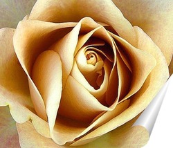  Beautiful red rose flower, closeup.	