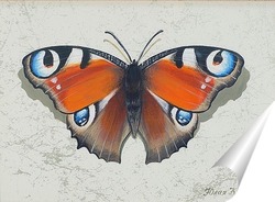  Бабочка