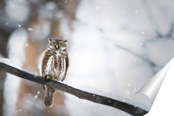   Постер Owl in winter forest on stump. Pygmy small bird via snowfall. Small owl in natural habitat. Glaucidium passerinum