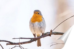  Большая синица крупным планом ( Parus major ).