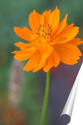   Постер Оранжевые цветы