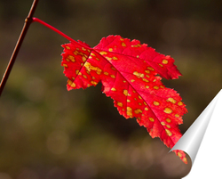   Постер Осенний лист клёна на ветви