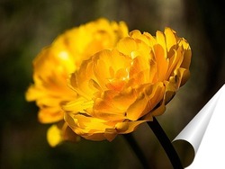  Желтый тюльпан
