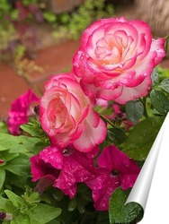   Постер Розовые розы с петуниями