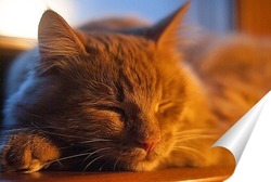  Спящий кот породы Мейн-Кун