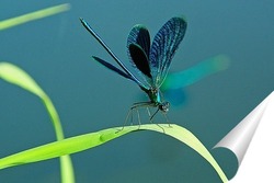  Бабочка белянка