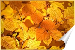   Постер Красивые, жёлтые, осенние листья деревьев