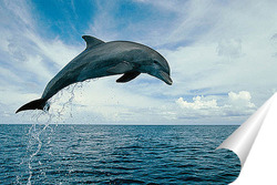   Постер Dolphin090