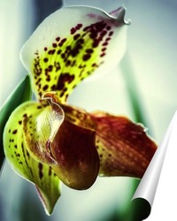   Постер Орхидея пафиопедилюм Лианум