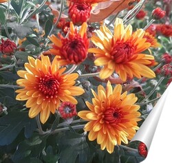   Постер Хризантемы зацвели