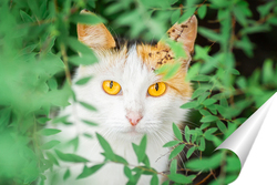   Постер Red Cat with kind green, blue eyes, Little red kitten. Portrait cute red ginger kitten.