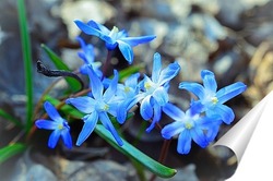  Подснежники