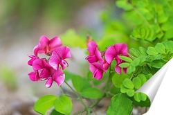   Постер Крымский горошек