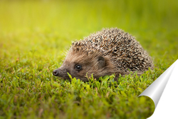   Постер Hedgehog on the grass..	