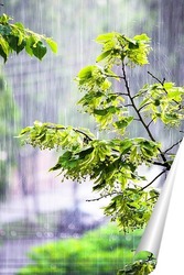   Постер Весенний дождь