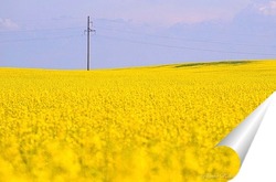   Постер Белорусское поле