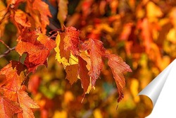   Постер Осенние листья клёна