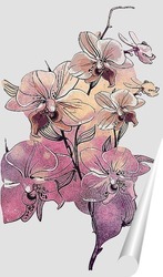  Королевская орхидея