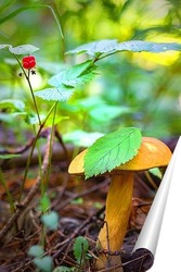   Постер Лесной гриб с ягодами костяники