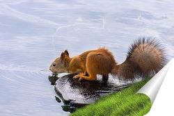   Постер Белочка на водопое