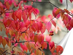   Постер Осенний цвет бересклета