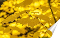   Постер Ветвь клёна с яркими, красочными, жёлтыми листьями