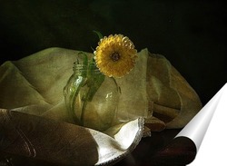   Постер Календула в банке