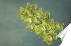   Постер Ветка желтой орхидеи цимбидиум