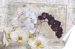   Постер Белые и черные орхидеи