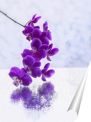   Постер Ветка пурпурной орхидеи