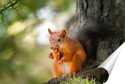   Постер Squirrel in the autumn park.	