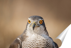   Постер Northern Goshawk (Accipiter gentilis) - adult