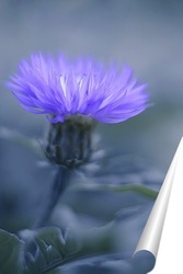  Распустившийся василек