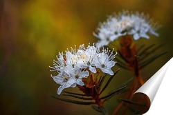   Постер Лесное цветение