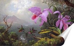   Постер Две колибри на ветке рядом с двумя орхидеями