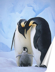   Постер Императорские пингвины с малышом.