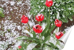   Постер тюльпаны под снегом 