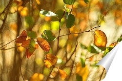  Рябиновые листья 