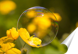   Постер Мыльный пузырь на жёлтом цветке