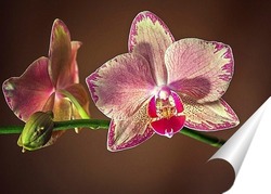   Постер Орхидея фаленопсис Маленькая Каролина