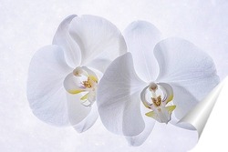  Орхидея фаленопсис Утренняя Заря на черном фоне