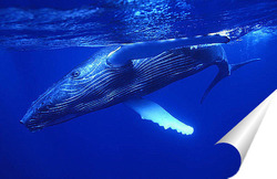  whale001