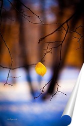  Жёлтые листья на фоне чёрных стволов 2.