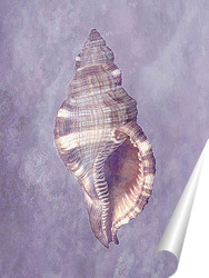  shell008