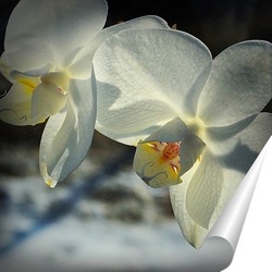  Белые и черные орхидеи