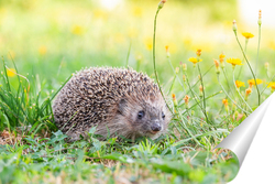   Постер Hedgehog on the grass.