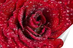  красная роза, выделенная на белом фоне