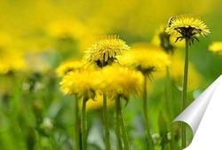  Одуванчики с грушами